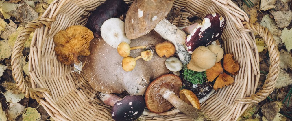 Basket of fungi and mushrooms on forest floor