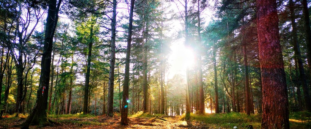 Sunlight shining through woodland scenery