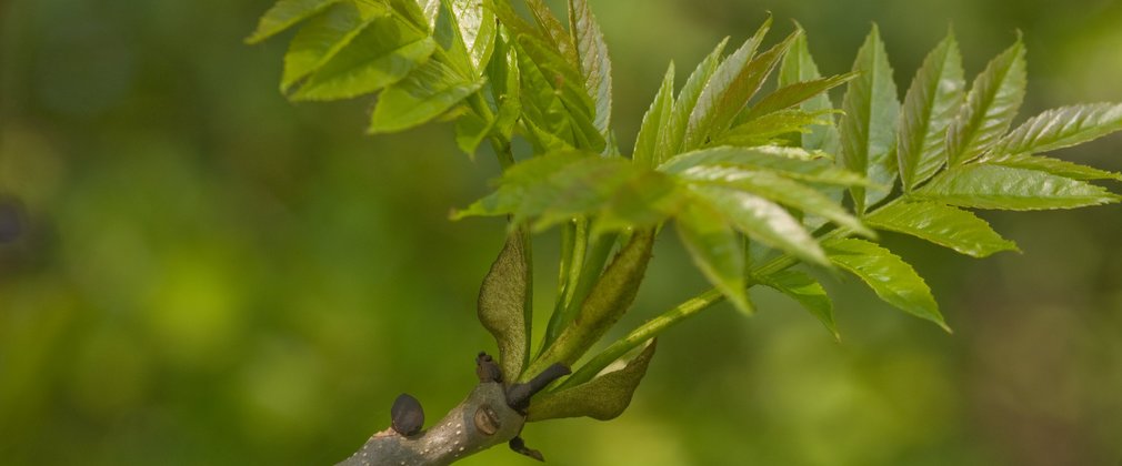Young ash leaves bursting out of their buds