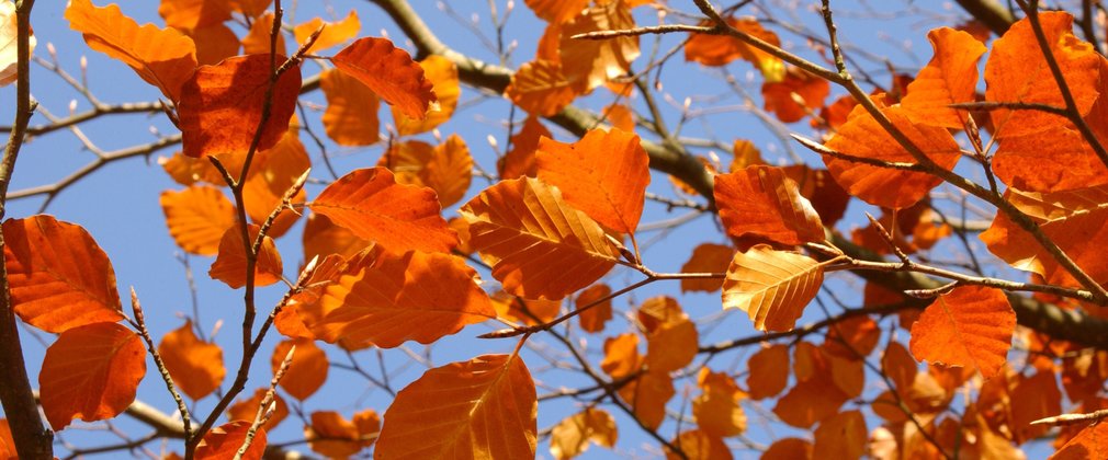autumnal beech leaves against blue sky