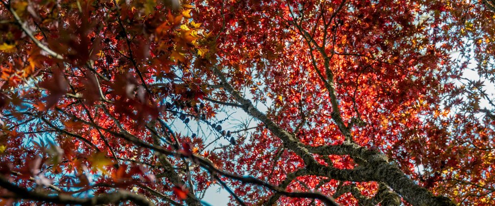 Tree canopy with leaves of red and orange.