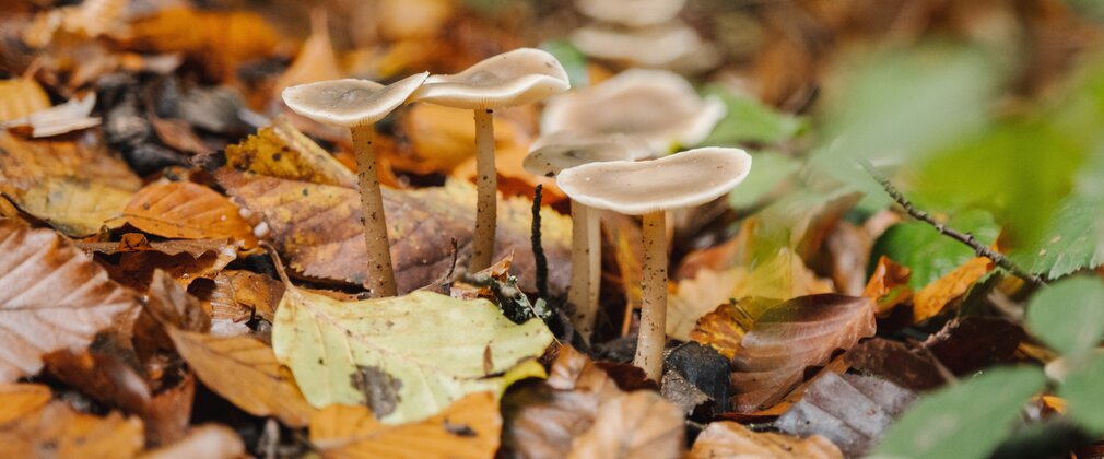 A group of fungi on stalks growing among fallen autumn leaves.