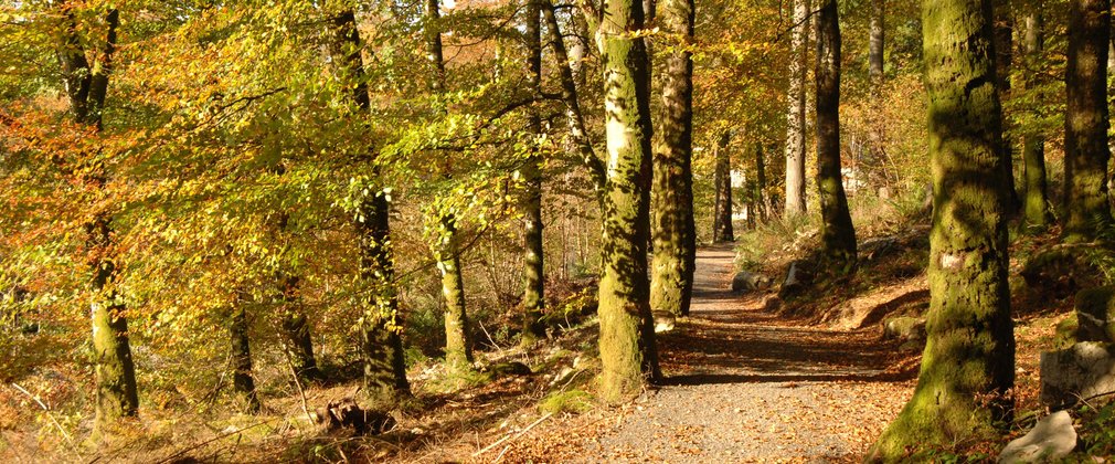 Walking path in autumnal forest