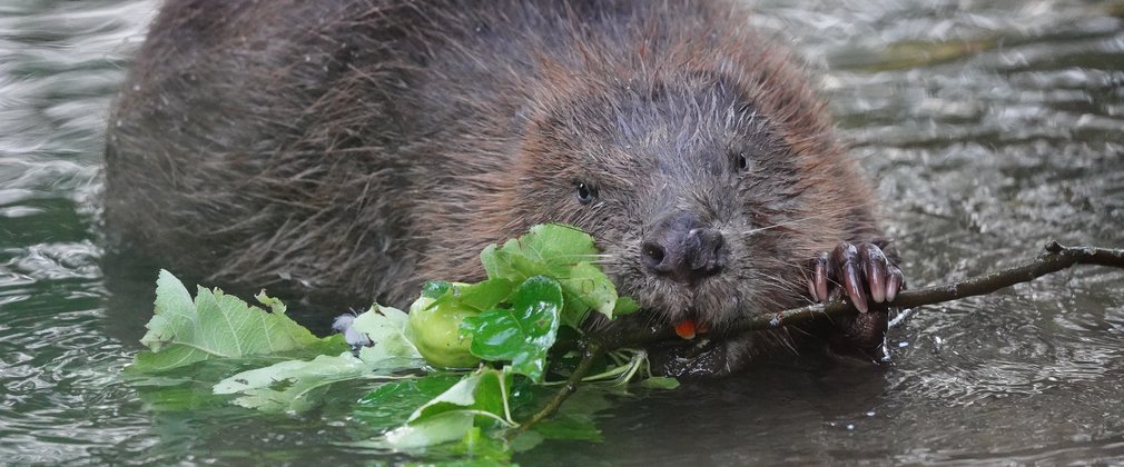 beaver in the water