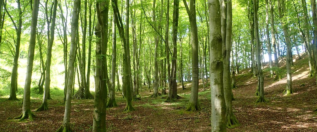 Beech trees