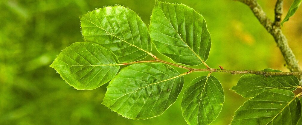 Cluster of green beech leaves hanging from a branch in woodland surroundings.