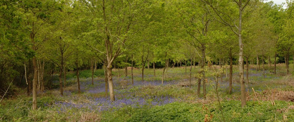 Bluebells under young trees