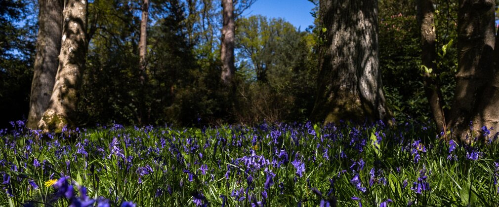 Purple flowering bluebells and large tree trunks against a blue sky.