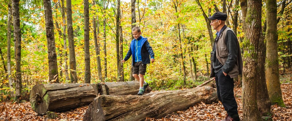 Boy walking along a fallen tree trunk in the forest, surrounded by fallen autumn leaves