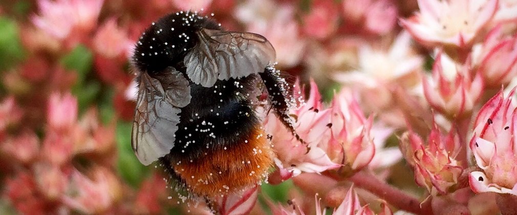 bee Westonbirt