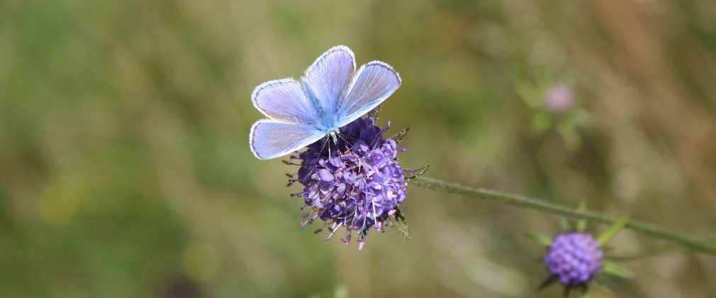 Butterfly on flower 