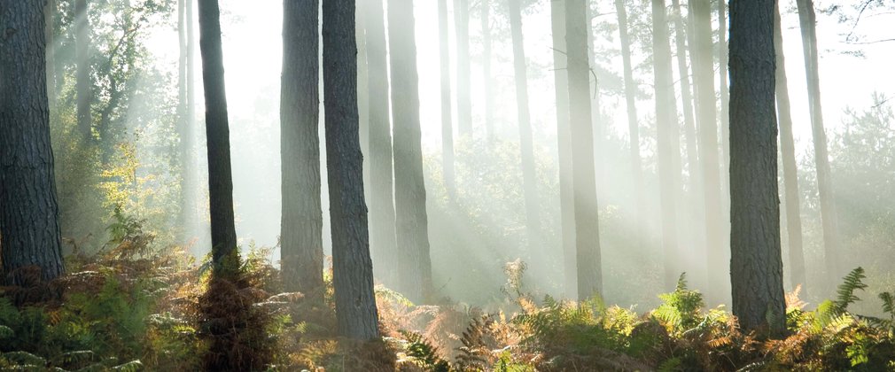 Sunlight through conifers