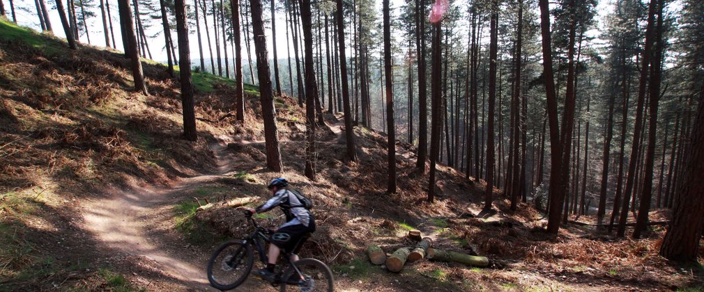 Cannock chase trail