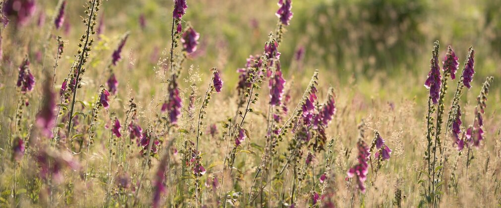Purple wildflowers in a summer landscape.