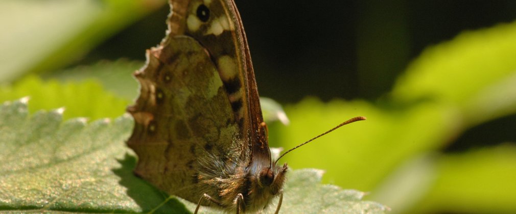 chambers farm butterfly