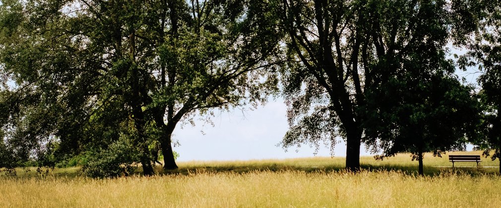 Open space with trees