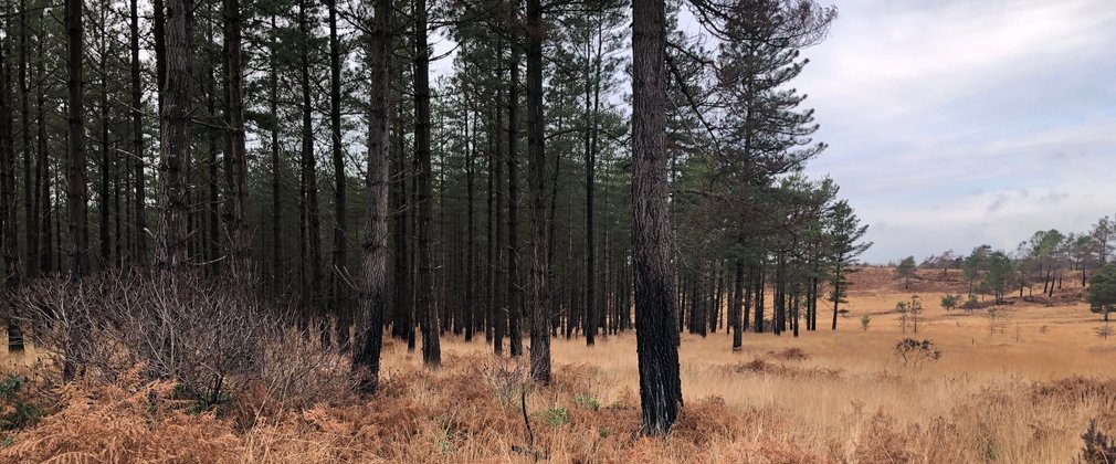 Wareham charred trees amongst heathland