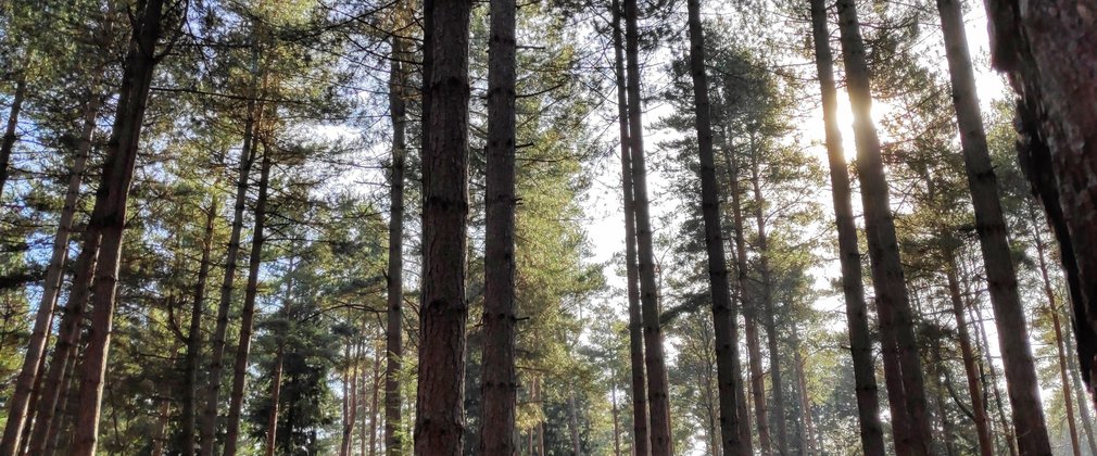 Sun shining through conifer trees 