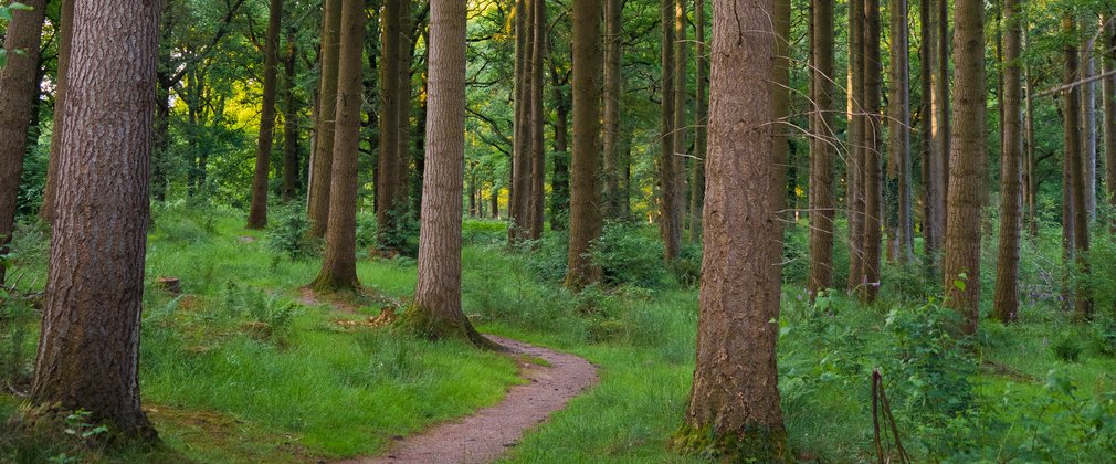 Footpath through Nagshead Nature Reserve