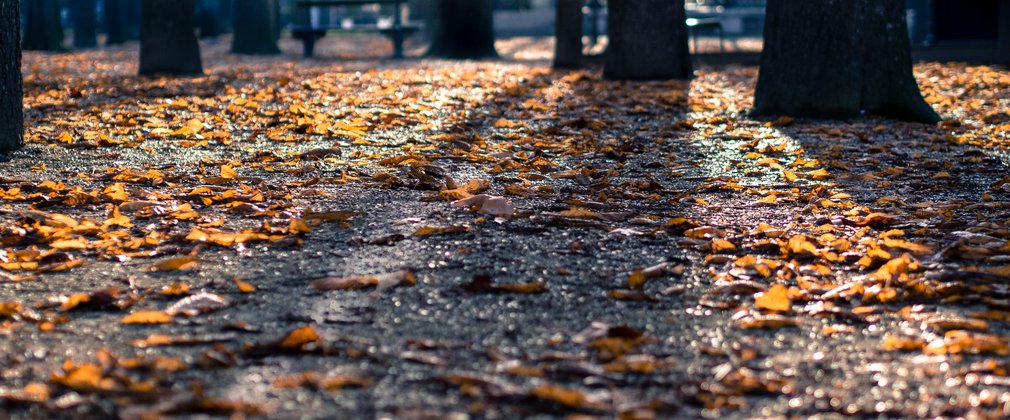 Autumn Forest Floor