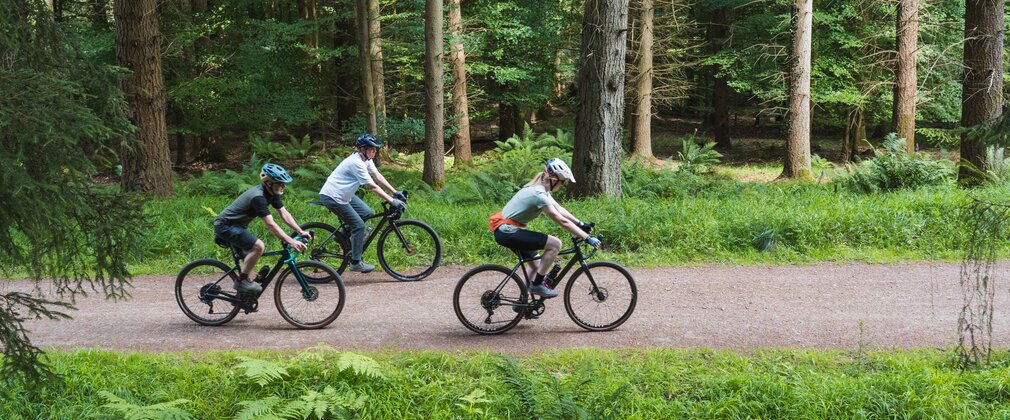 Three cyclists on a path through the forest.