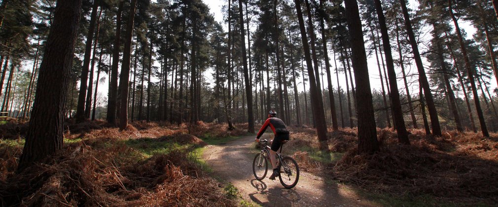 Solo mountain biker in a forest