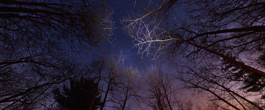 Twilight Activities At Home Forestry England