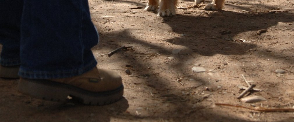 Happy dog on walk