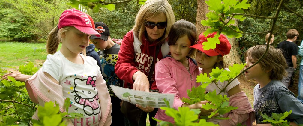 Discovering more about trees