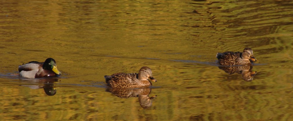 three ducks swimming together in pond