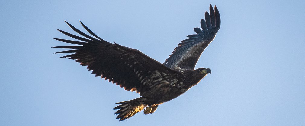 white-tailed eagle in flight