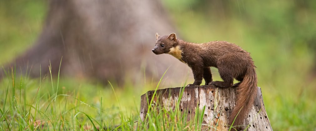 Pine marten standing on tree stump looking left