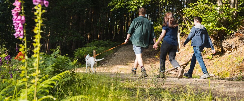 Seen from behind, three people walking a dog on a lead, on a forest path in the sun.