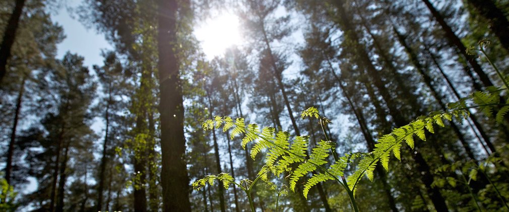 Sunlight shining down on fern plant