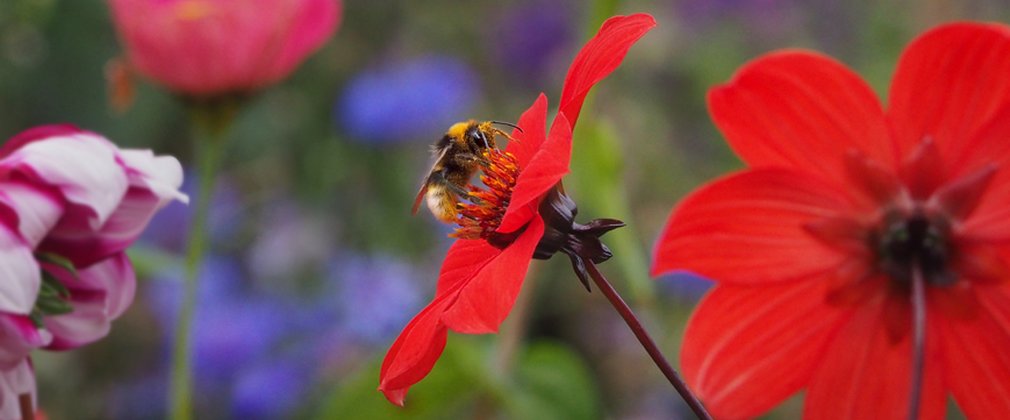 A bee rests on a bright red flower