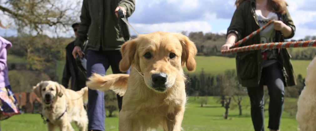 Group of dog walkers in field 