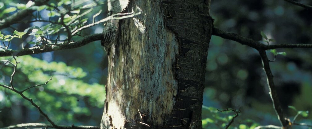 Close-up of a tree trunk with a missing section of bark.
