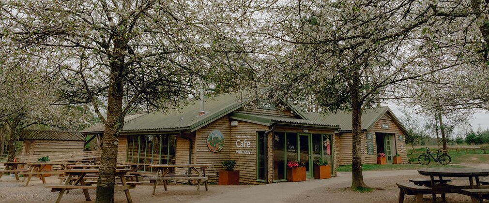 Exterior of Haldon Forest Park Cafe surrounded by cherry tree blossom