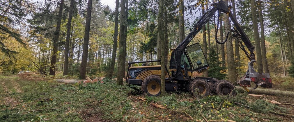 Tree harvester vehicle among trees.