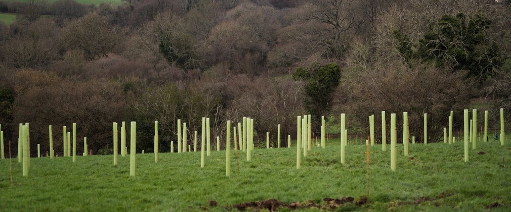 Tree tubes in a field with views across to mature woodland.