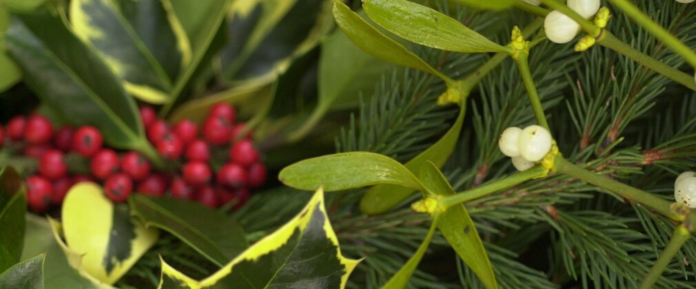 Close-up showing mistletoe leaves and berries, holly leaves and berries and pine tree branches.