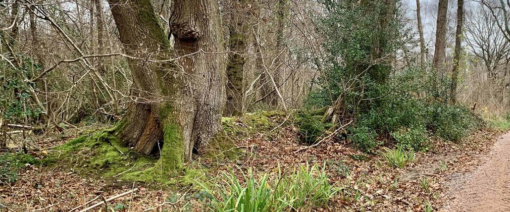 An old oak tree beside a walking trail in the woods with bare trees during winter
