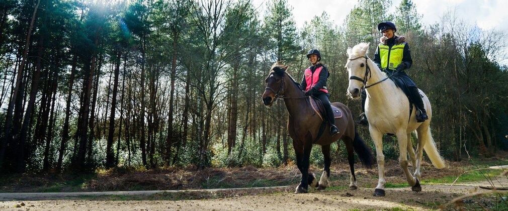A grey horse and a brown horse in the woods with their riders.