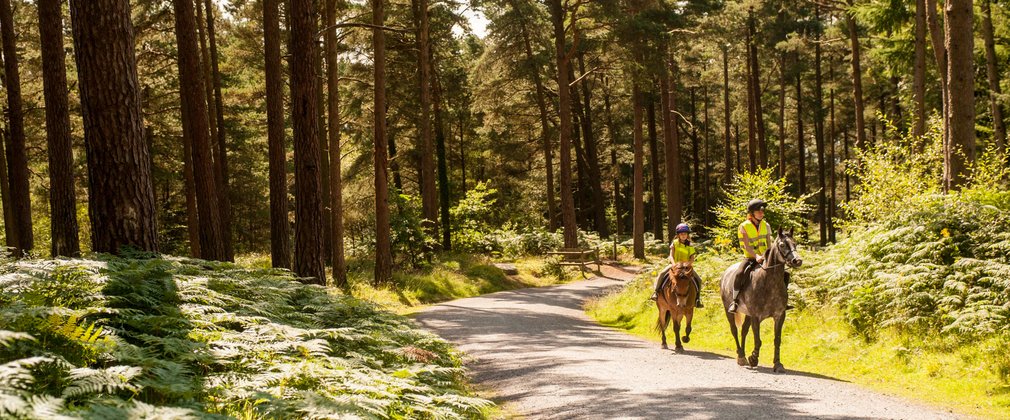 Horse riders on a woodland trail