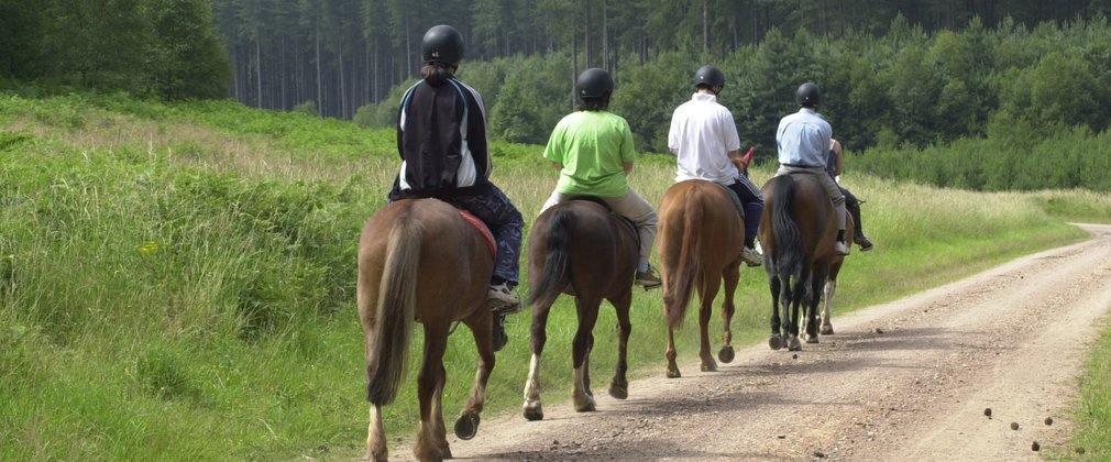 Horse riding on a forest trail 