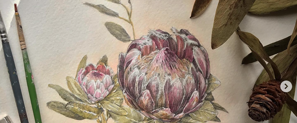 Botanical drawing of a flower