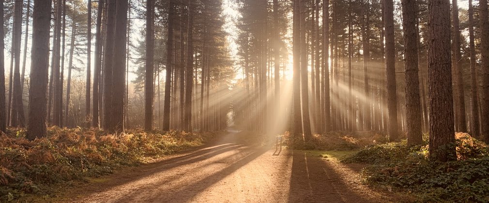 Sherwood Pines woodland at sunrise