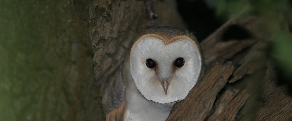 Barn Owl