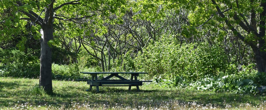 Picnic Bench in the Forest