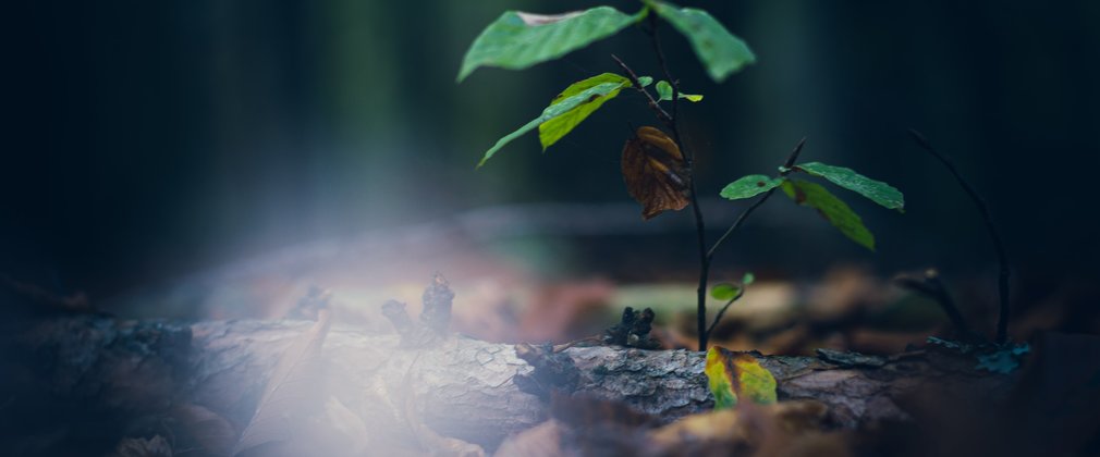 young tree sapling growing from the forest floor